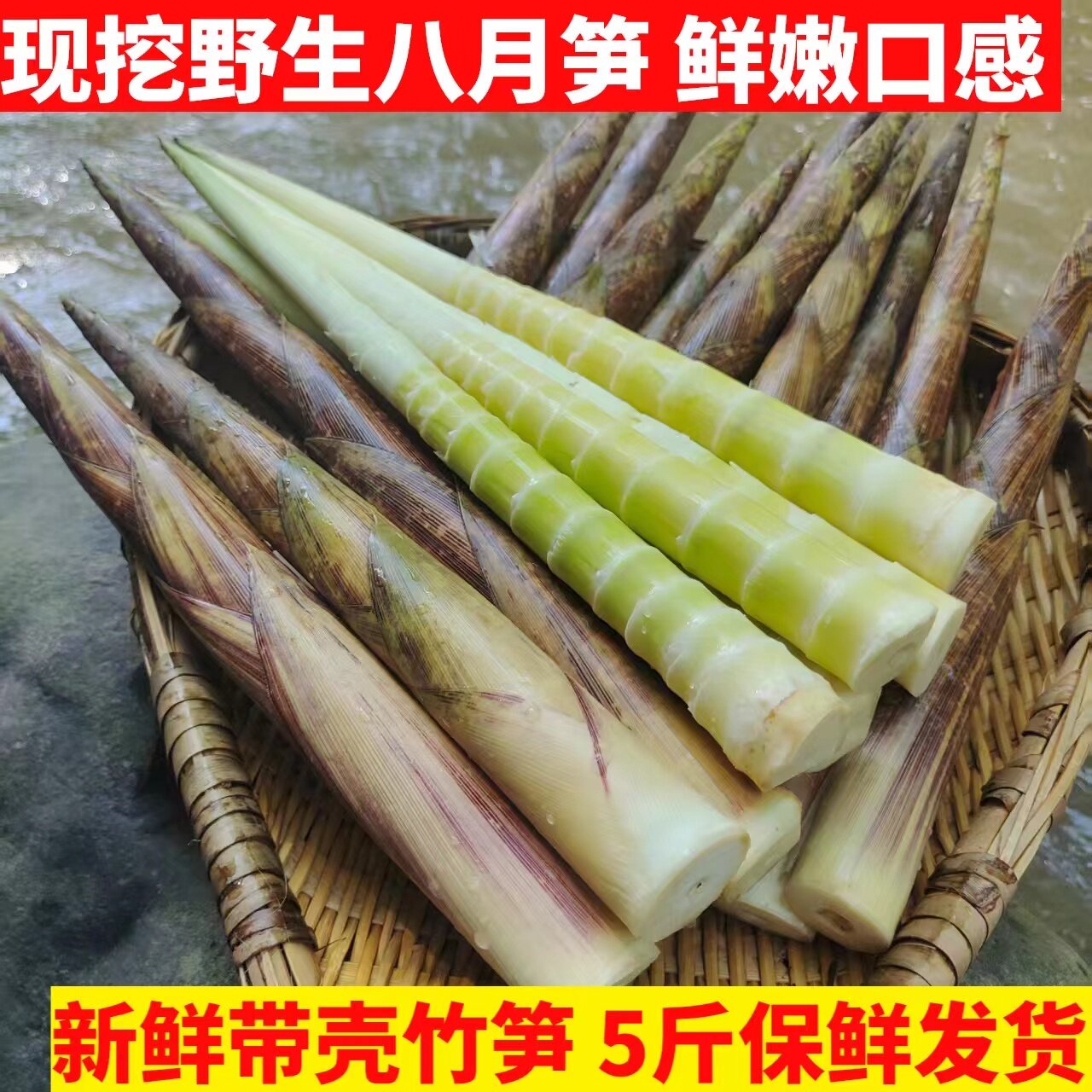 新鲜小竹笋四川宜宾带壳八月笋刺竹笋现挖野生竹笋当季新鲜蔬菜