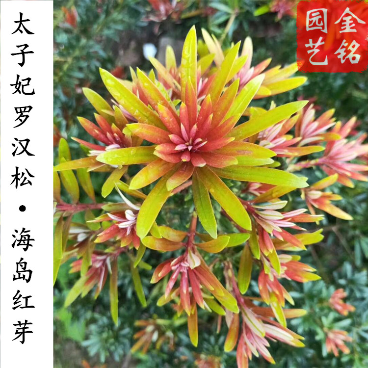 海岛罗汉松 太子妃罗汉松 红心红芽罗汉松树苗 盆栽庭院名贵树苗