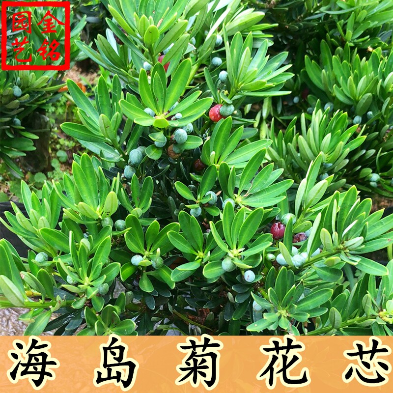 海岛菊花芯罗汉松树苗 菊花心罗汉松树苗 名贵红芽罗汉松庭院绿植
