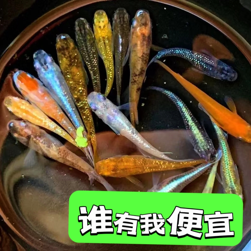 观背青鳉观赏鱼不打氧好养易活