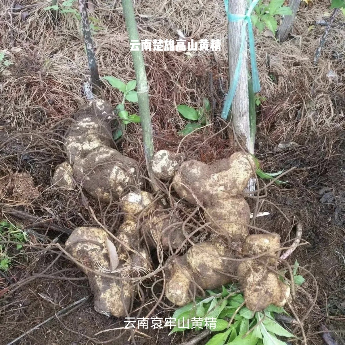 现挖野生新鲜黄精鲜货老虎姜鸡头参大黄姜大黄精多花黄精煲汤正品图片