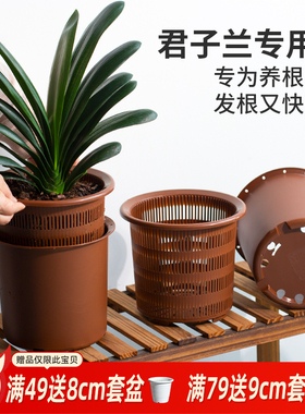 美莳君子兰控根花盆透气塑料仿紫砂蝴蝶兰盆栽青山专用盆双层套盆
