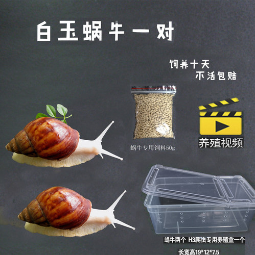 科学观察实验宠物养殖繁殖可食用