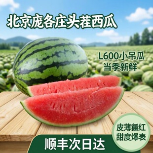 【肆月】当季大兴庞各庄小西瓜L600头茬薄皮新鲜吊瓜水果小糖丸