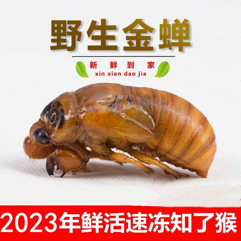 野生金蝉知了猴2023年新鲜包邮