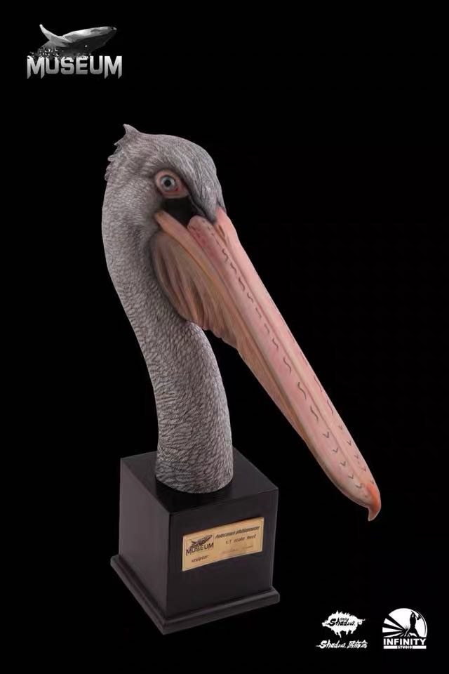 黑商会 开天工作室 博物MUSEUM 1:1系列动物雕像 斑嘴鹈鹕 限量