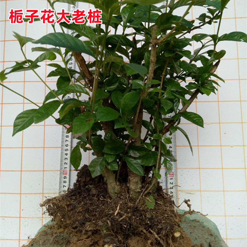 栀子花阳台楼顶盆景绿植易成活