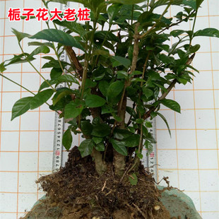 栀子花熟桩野山桅子花树桩支子花大老室内庭院绿植盆景盆栽