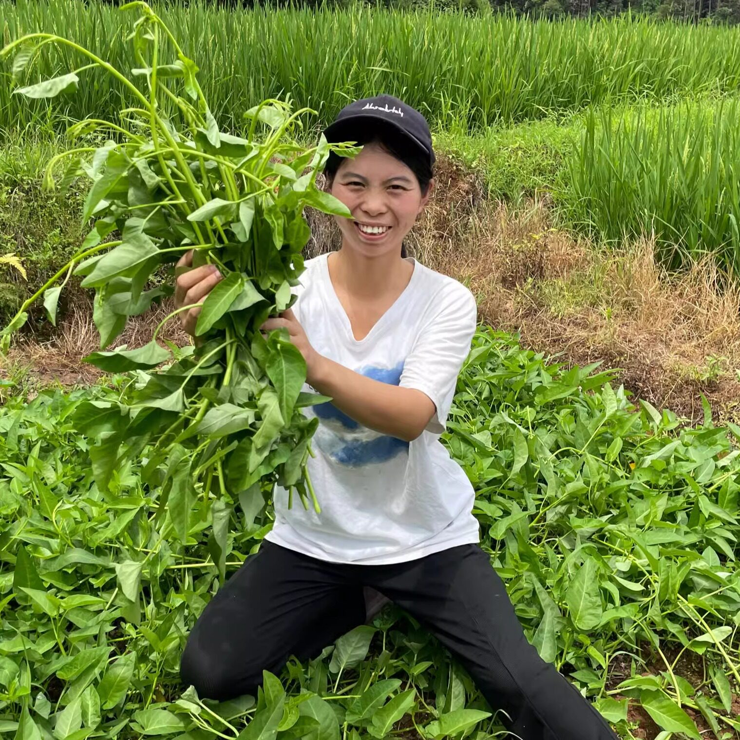 江西农村 吃的爬藤新鲜水空心菜叶菜类