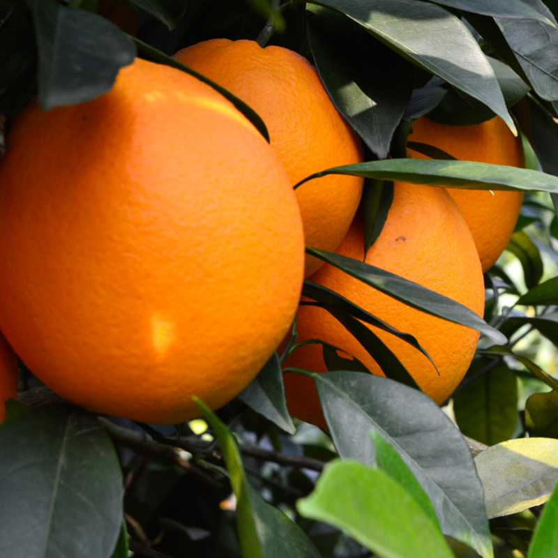 送礼当季精品江西新鲜水果