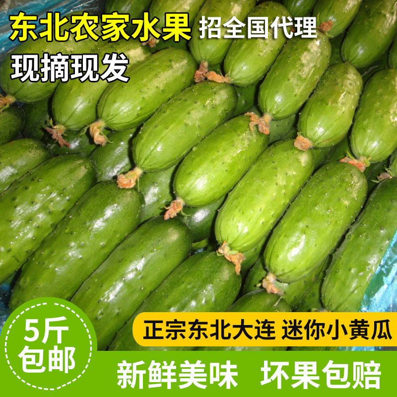 大连东北特产三寸水果小黄瓜迷你黄瓜可生吃蘸酱一份5斤
