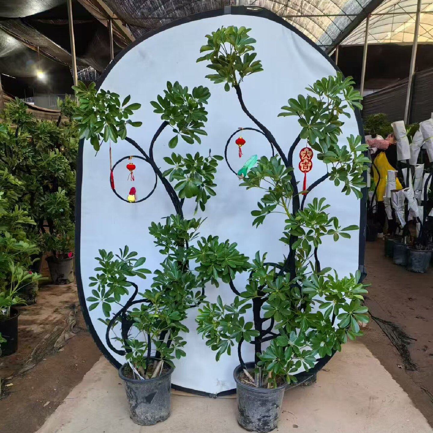 鸭脚木客厅大盆栽室内大型植物造型老桩鸭掌木乔迁绿植高级感客厅,鲜花速递/花卉仿真/绿植园艺,大型绿植/成品组合盆栽,淘宝优惠券,粉丝福利购,淘宝优惠卷