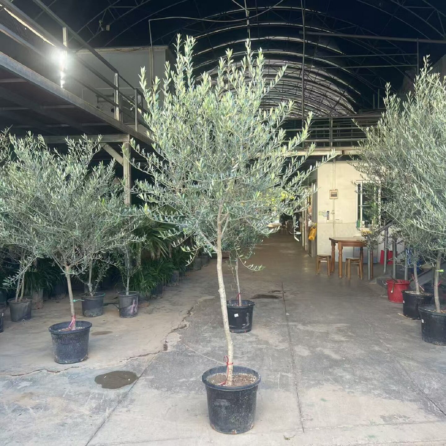 西班牙进口油橄榄树老桩盆栽一物一拍果苗棒棒糖小叶真树大型绿植