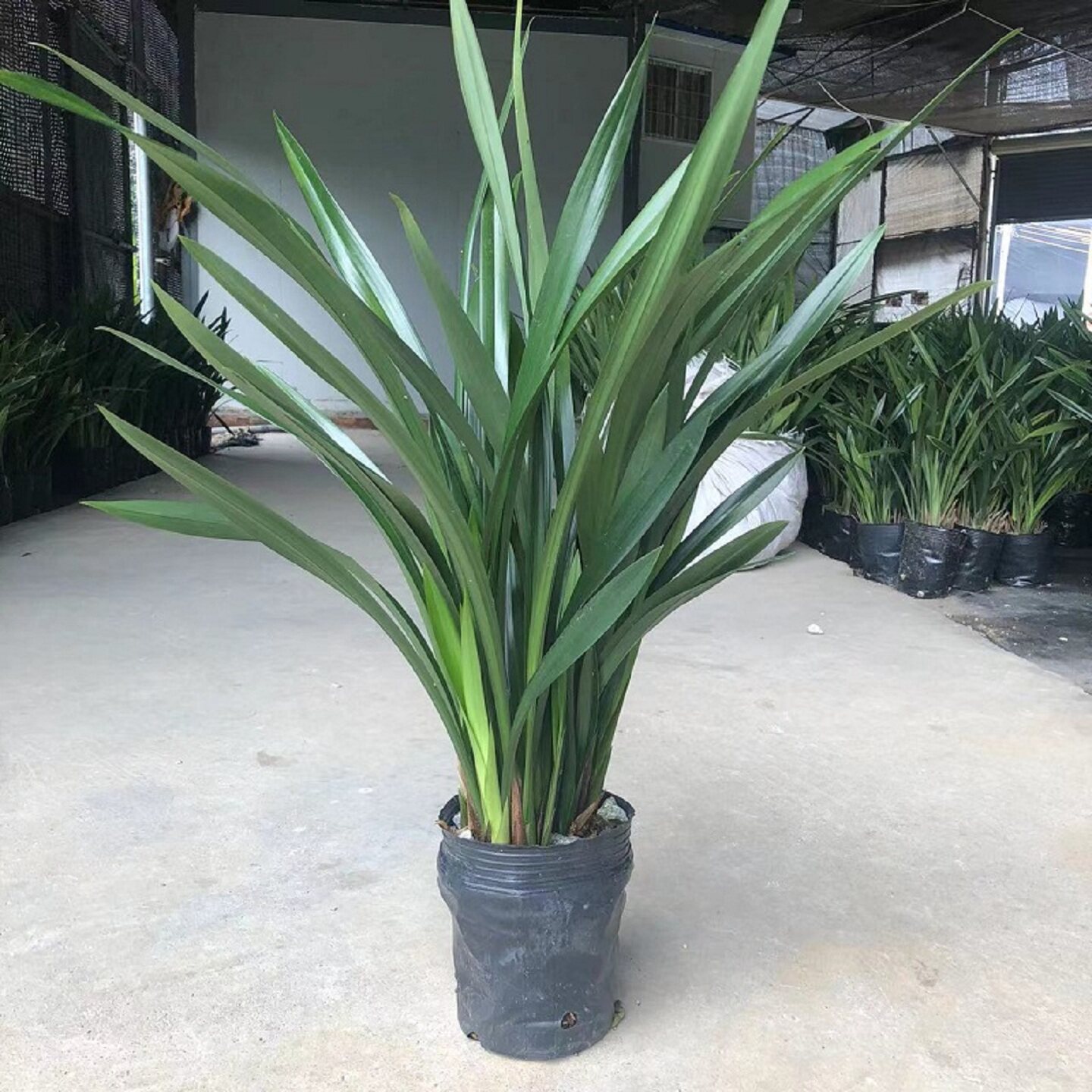 精品兰花名贵花苗耐寒企黑室内客厅植物绿植带花剑墨兰带花苞盆栽,鲜花速递/花卉仿真/绿植园艺,国兰/杂交兰/洋兰类,淘宝优惠券,粉丝福利购,淘宝优惠卷