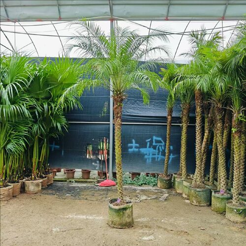 针葵椰子树盆栽大盆造景植物小苗