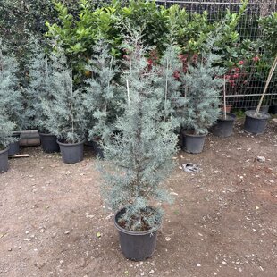 蓝冰柏树盆栽老桩小苗一物一拍大苗室外庭院耐寒植物圣诞树绿植