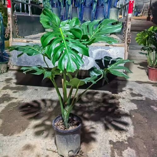 龟背竹绿植办公室阳台四季好养