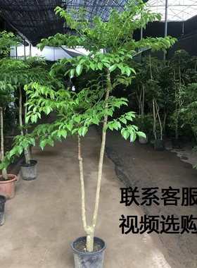 大型多层幸福树盆栽幌伞枫室内客厅绿植大原生老桩高级感好养植物