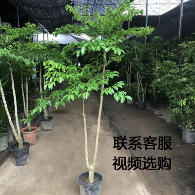 大型多层幸福树盆栽幌伞枫室内客厅绿植大原生老桩高级感好养植物