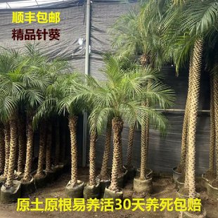 美丽针葵室外椰子树适合室内高级盆栽棕榈树庭院四季绿植客厅好养