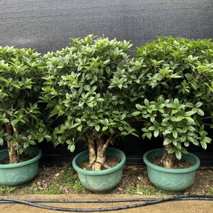 桂花树盆栽四季开花耐寒特大号树苗矮桩金桂大树地栽老桩庭院绿植