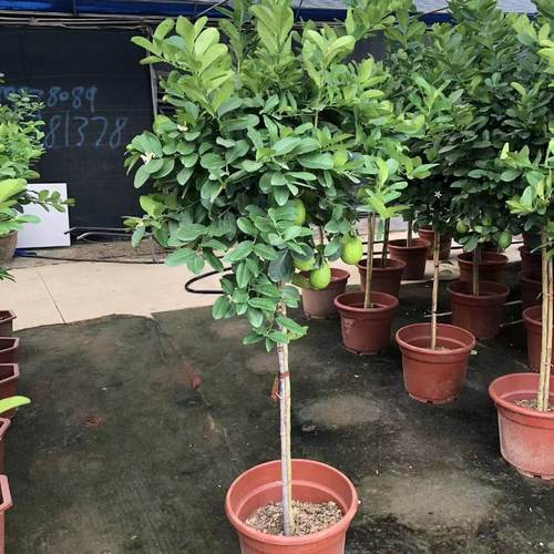 广东香水柠檬树大老桩带果可食用