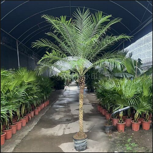 针葵椰子树盆栽大盆造景植物小苗