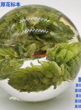 啤酒花原花酒花展示透明球形