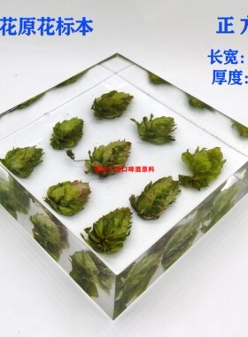 啤酒花干花酒花标本啤酒花装饰