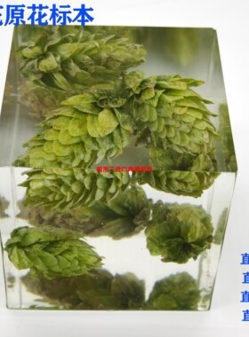 啤酒花原花透明啤酒花酒花展示