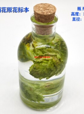 啤酒花展示酒花标本啤酒花装饰