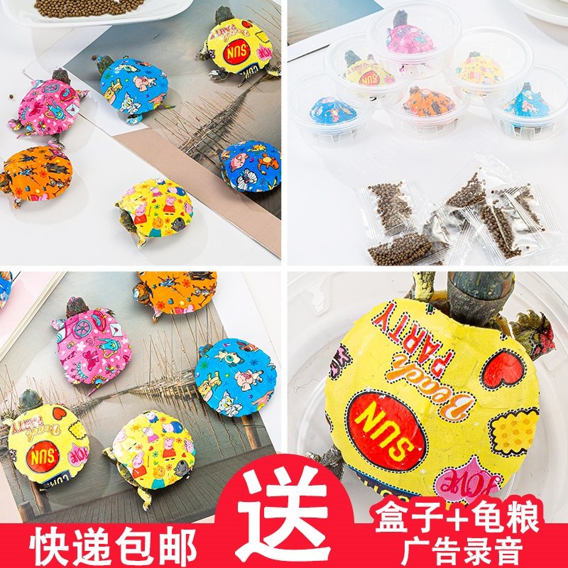 七彩小乌龟活体网红小乌龟炫彩巴西彩龟观赏宠物龟彩色活的送龟粮