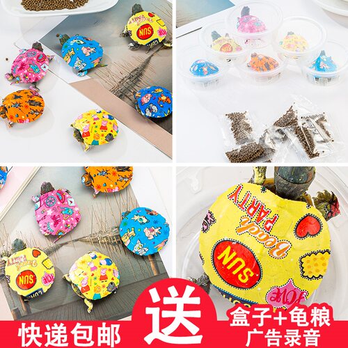 送盒子龟粮网红七彩小乌龟巴西龟