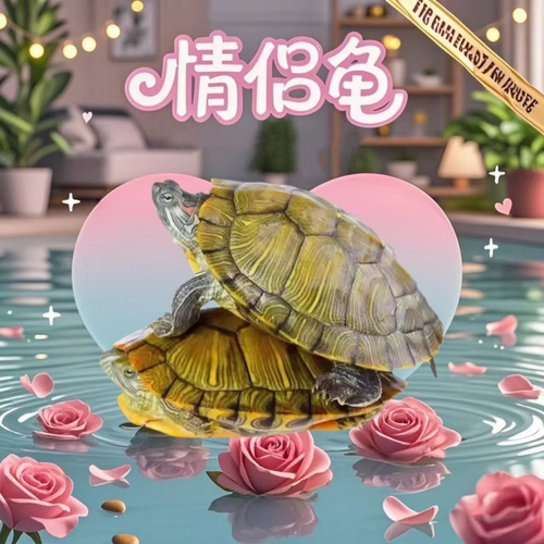 巴西龟乌龟活物好养耐活宠物龟
