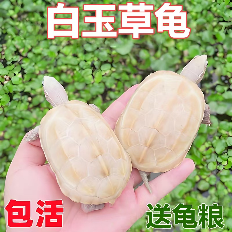 白玉龟小乌龟宠物龟观赏易饲料