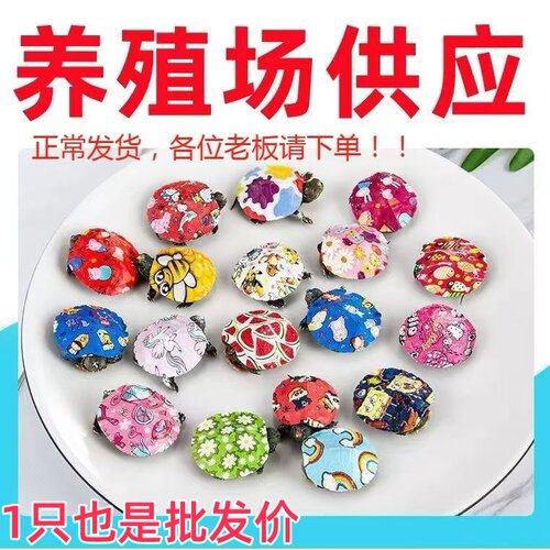 炫彩乌龟活物七彩观赏小宠物龟粮