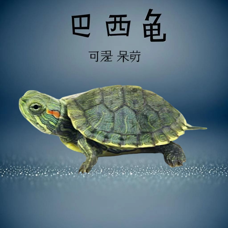 乌龟巴西龟情侣乌龟绿色小乌龟大龟宠物观赏龟公龟