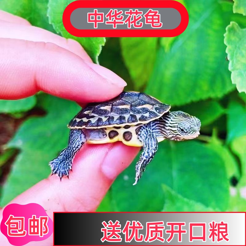 中华花龟包活外塘精品活体珍珠龟