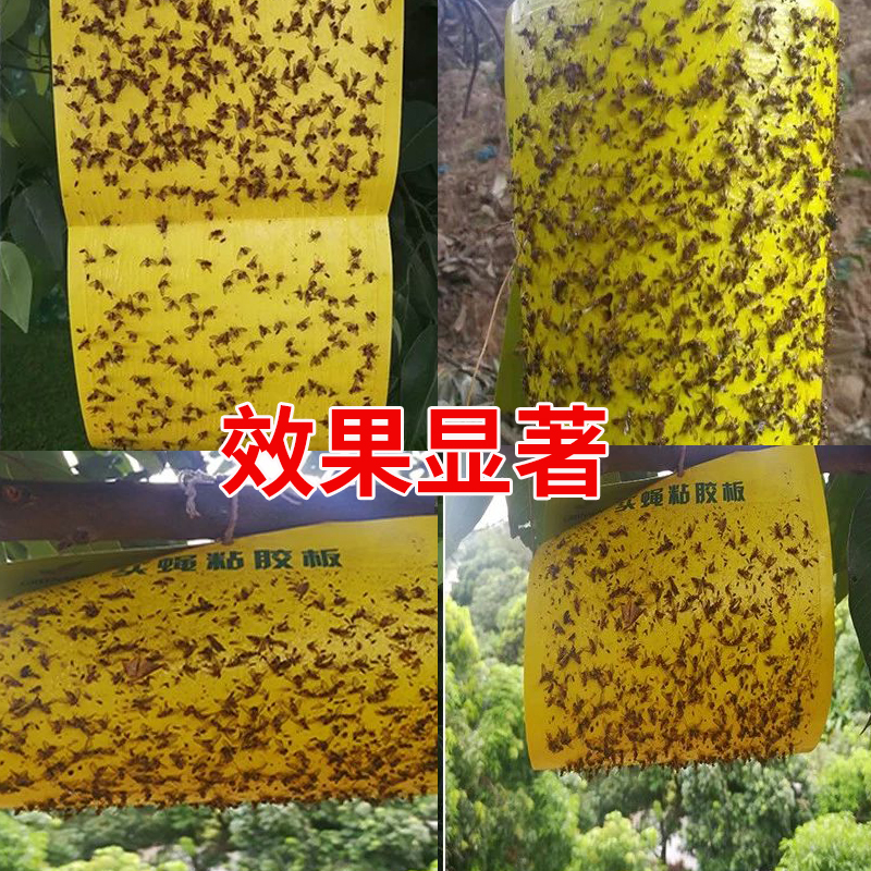 诱得多实蝇粘胶板针蜂粘果蝇贴果园苍蝇蜜蜂贴瓜果树粘蝇板果实蝇-封面