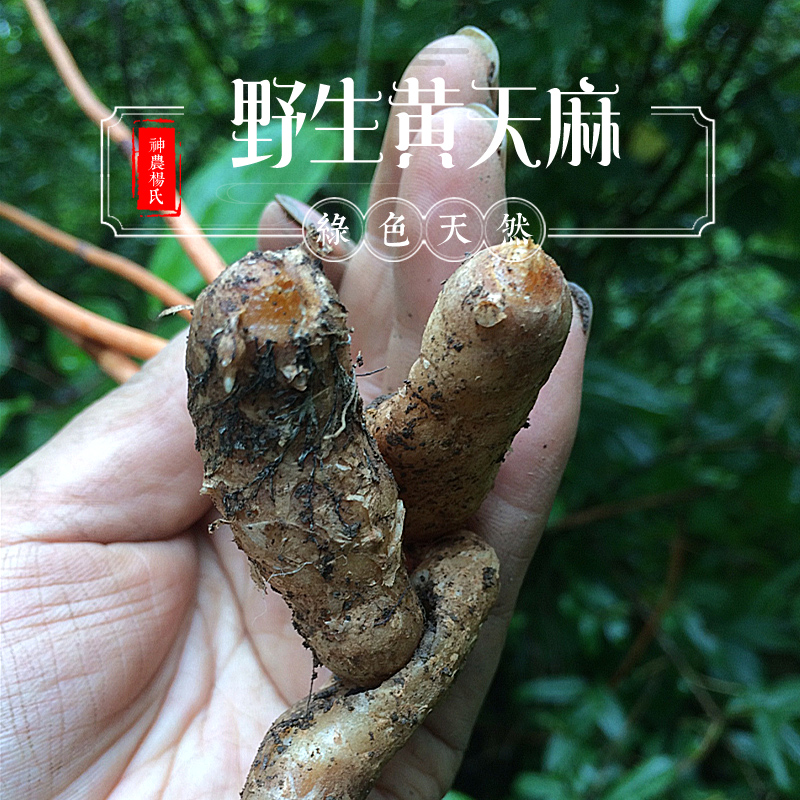 神农架高山特级野生炖汤野生天麻