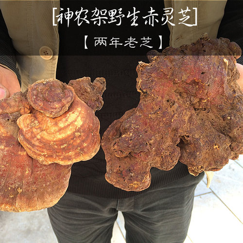 灵芝正品神农架整枝特大王500g