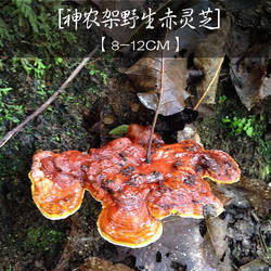 神农架高山天然野生赤灵芝 直径8-12cm 正品野林芝250g包邮