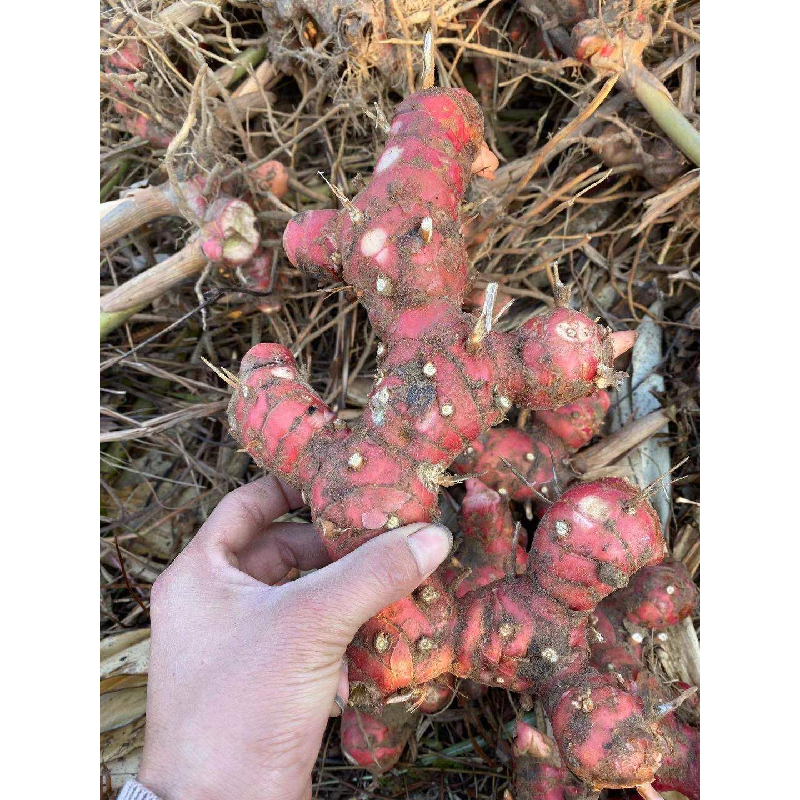 潮州南姜新鲜潮汕  靓姜高良姜芦苇姜牛肉卤味冬阴功汤料山姜头,水产肉类/新鲜蔬果/熟食,其它,淘宝优惠券,粉丝福利购,淘宝优惠卷