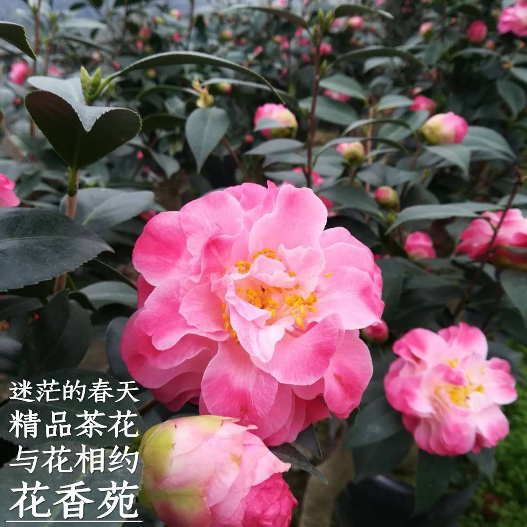 迷茫的春天茶花绿植花卉盆栽阳台室内客厅花苗庭院植物精品茶树苗