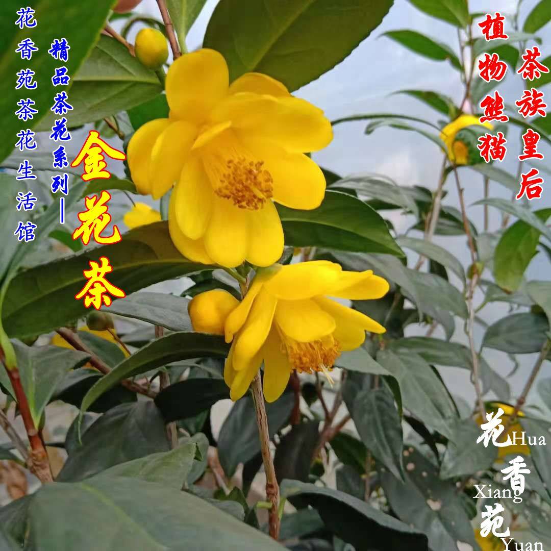 原生名贵防城金花茶苗凹脉茶花客厅包邮庭院阳台嫁接盆栽绿植花卉