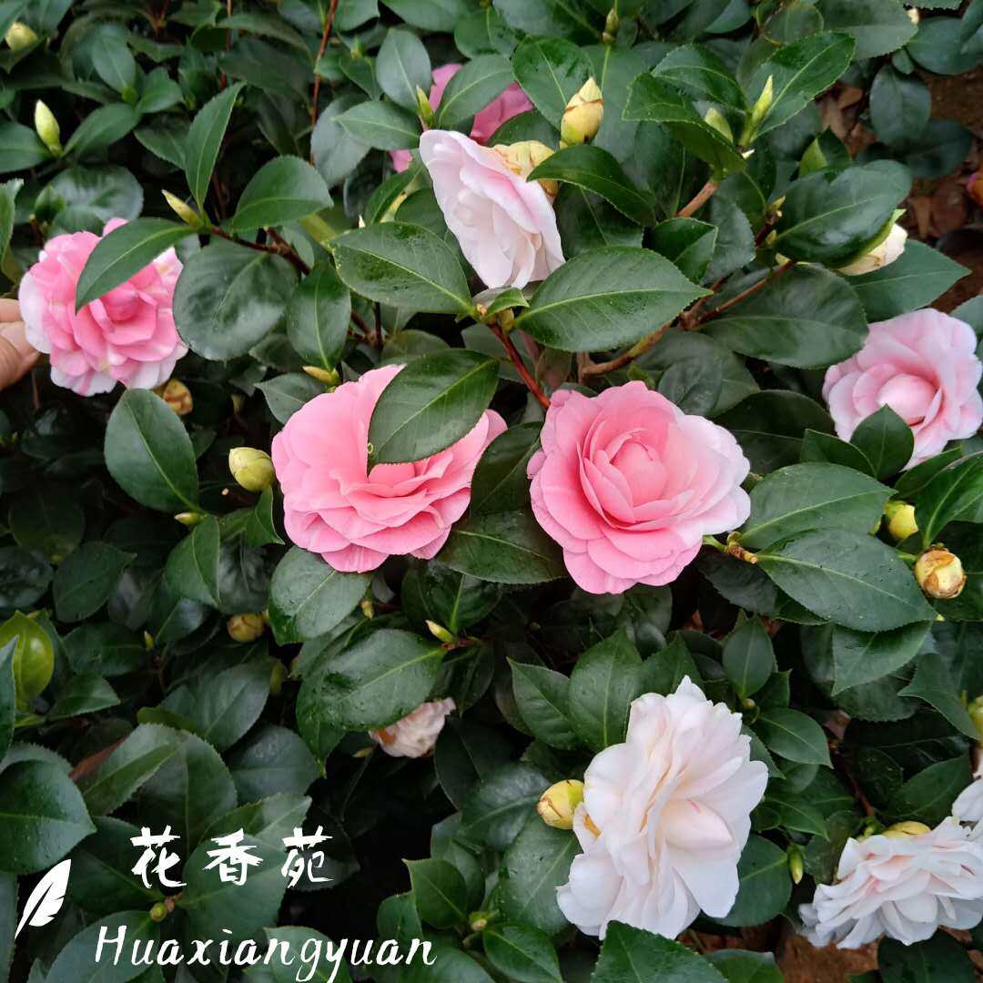 七仙女一树多色茶花精品原生盆栽绿植室内外庭院书房客厅阳台花卉