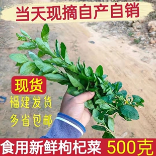 【500克】新鲜枸杞叶四季食用枸杞嫩叶蔬菜带枝农家肥种植
