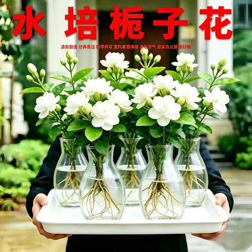 水培栀子花盆栽净化室内空气好养