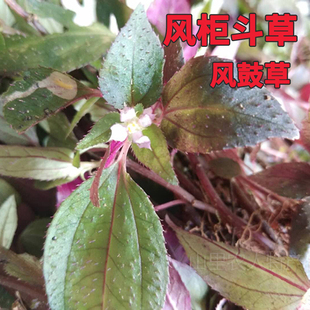 新鲜正宗福建本地风柜斗草楮头红风鼓草风骨草风谷草鲜品500g包邮