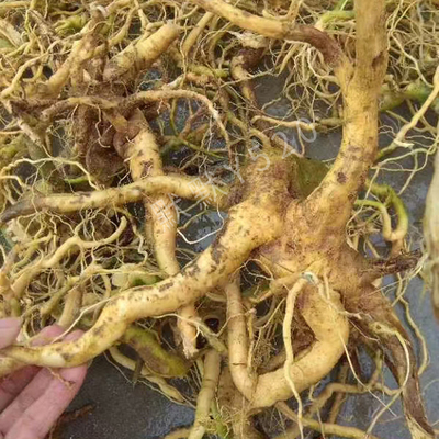 福建新鲜野生黄花倒水莲倒吊黄根观音串中药材泡酒煲汤产后月子茶